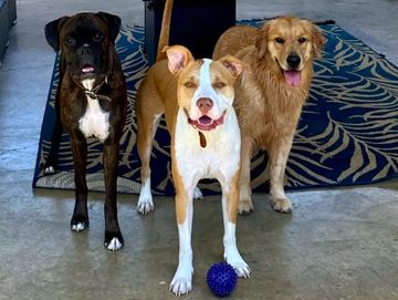 3 big dogs standing for 3 pack lesson at Family Dog Consulting