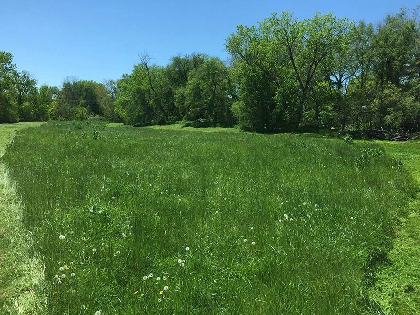 Overgrown green field with treeline and blue sky in Nebraska.