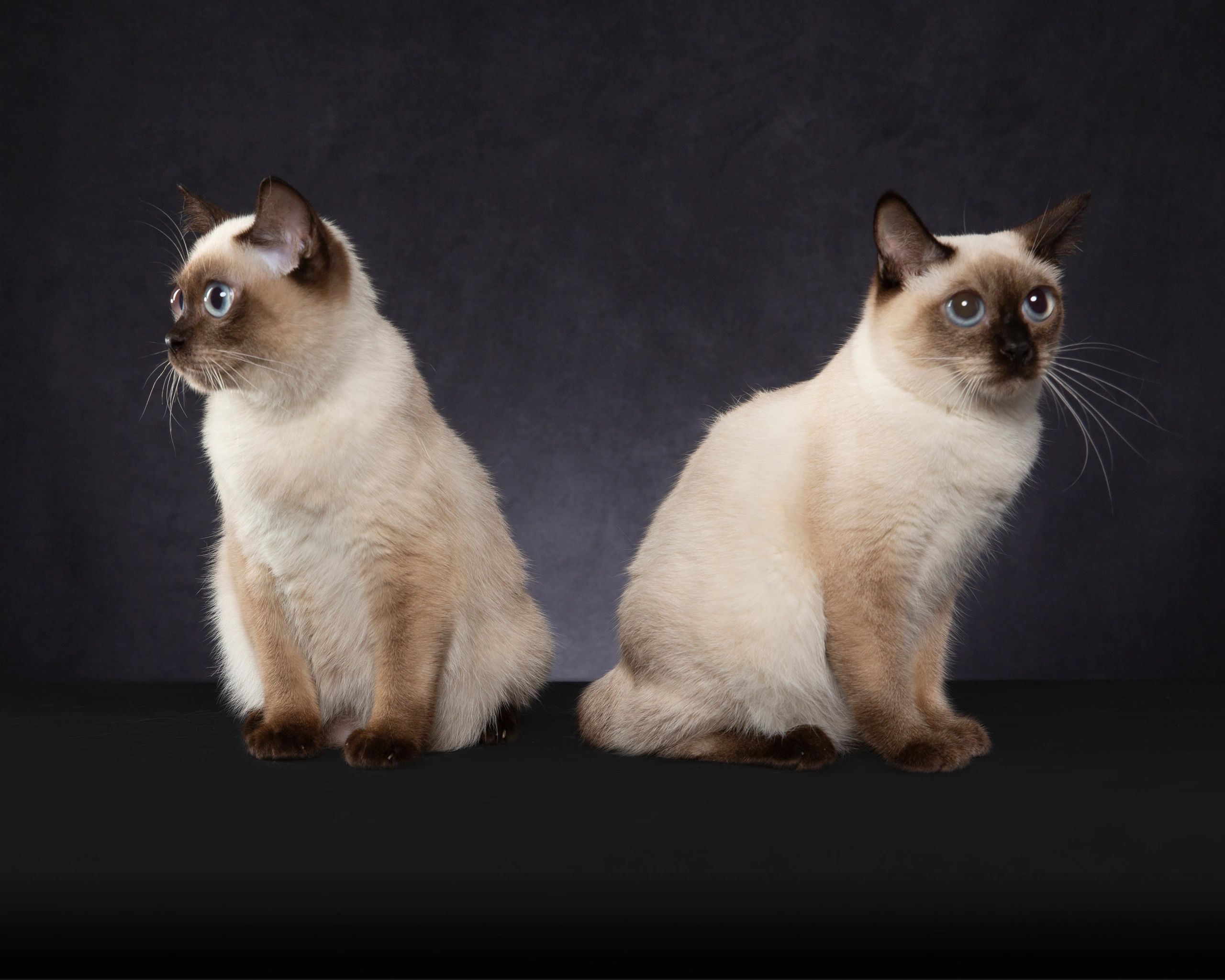 Той боб кошка