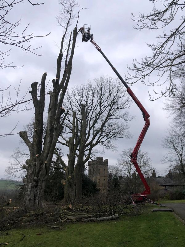 Tree removal accessed with 21m tracked mewp