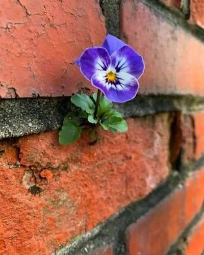 It wasn't taught to give up. I am a flower that is born from impossibilities.