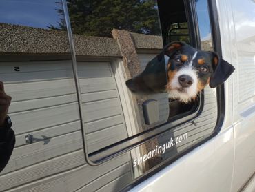 Parson Russell Terrier