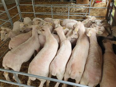 Romney yearlings sheep in a pen after being sheared