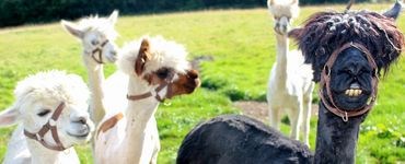 Alpacas after being shorn