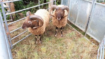 Castlemilk Moorit Rams