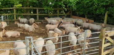 Shorn Portland Sheep