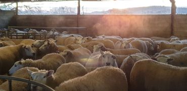 Flock of sheep in a barn