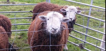 herdwick Lamb