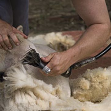Shearing handpiece sheep being sheared