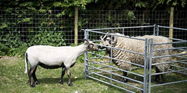 A Sheared Badger Face Ewe, Wooly Badger Face Ram