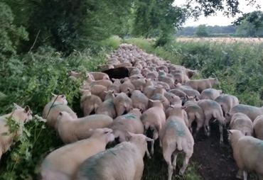 lambs walking up a track