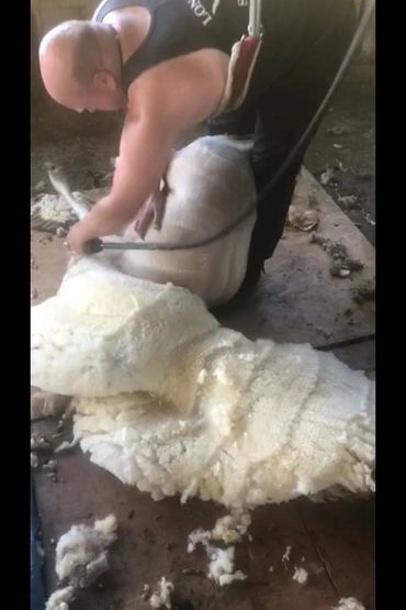 Robert Derry shearing a sheep