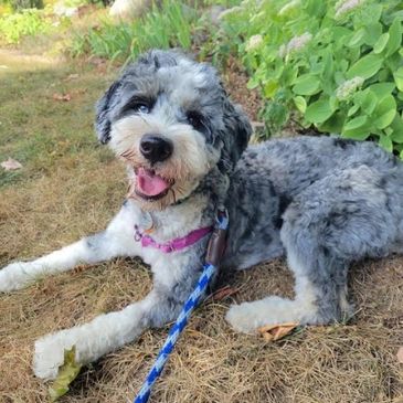 Lori's Leashes, Inc.
