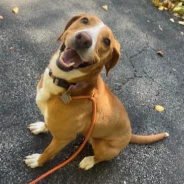 Lori's Leashes, Inc.