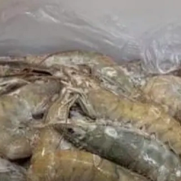 Ecuador Raw Frozen Head-on Shrimp Farm Raised (4 lbs. box, 20-30 ct.)