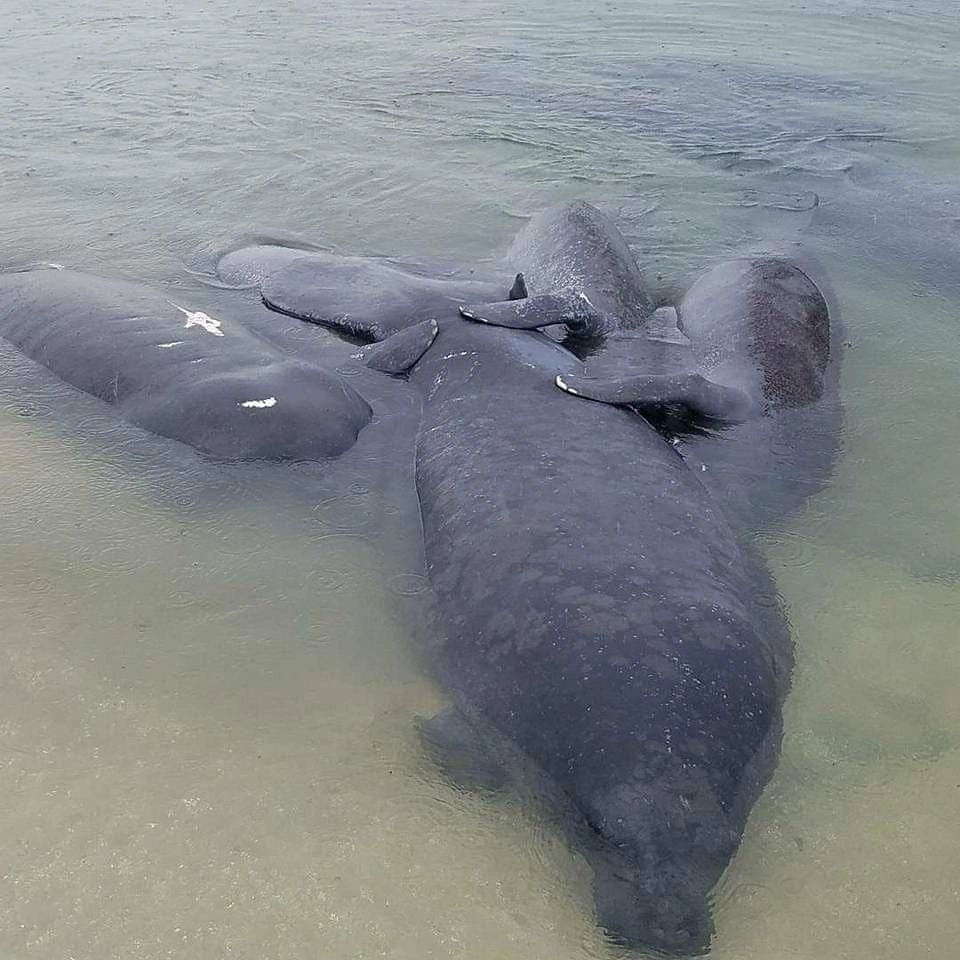 Lisa's Kayaks Kayak Fort Pierce, Florida