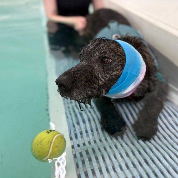 Wet dog with a blue and pink headband resting by a pool with a tennis ball.