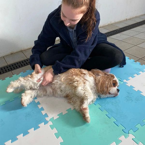 A young woman playing with a relaxed dog on foam puzzle mats.