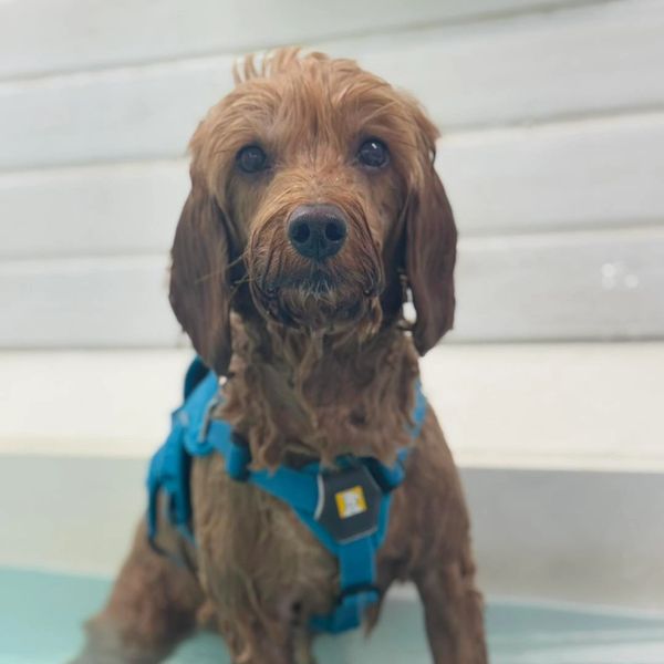 Wet dog wearing a blue harness sitting in shallow water.