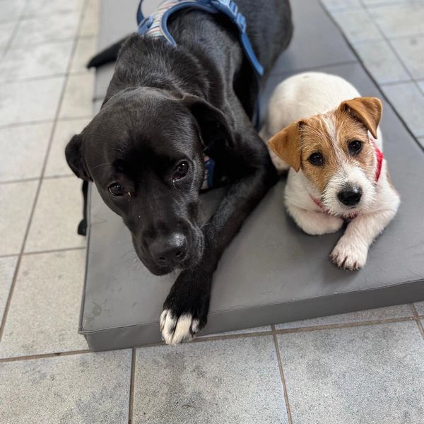 Two dogs, one black and one white with brown, resting together on a cushion.