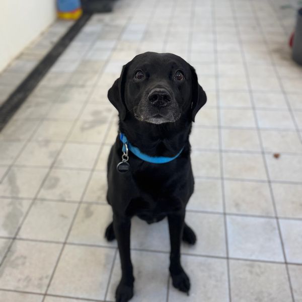 Black Labrador with a blue collar sitting on tiled floor.