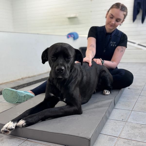 A woman massages a relaxed black dog lying on a mat indoors.