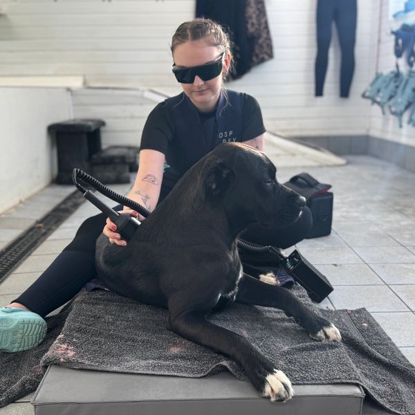 A woman in wetsuit sunglasses gives a black dog a treatment with a device indoors.