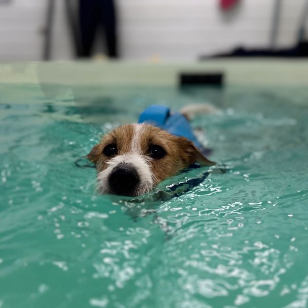 A dog wearing a blue life jacket swimming in a pool.