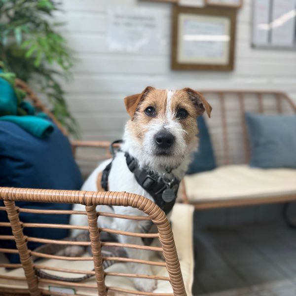 Small dog sitting on a wicker chair indoors with blue cushions.