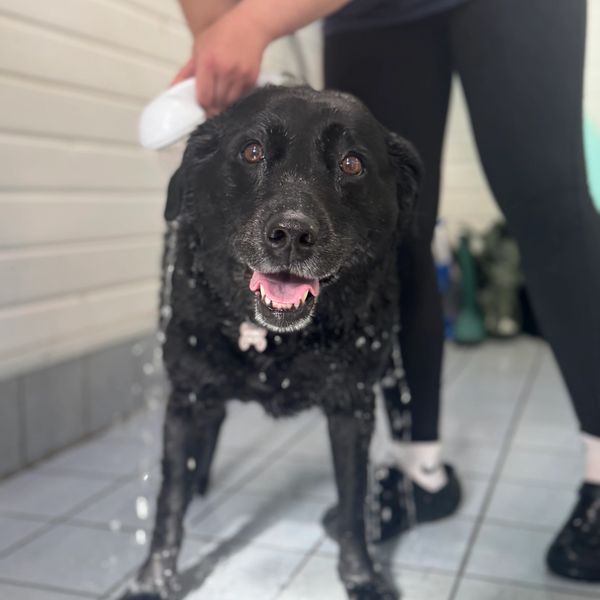 A happy black dog getting a bath with water pouring over it.