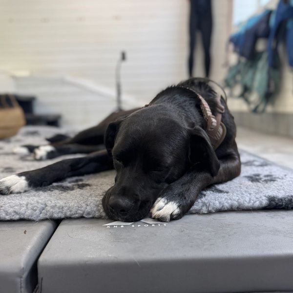 Black dog with white paws resting on a gray mat indoors.