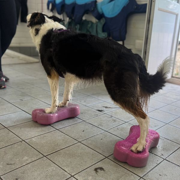 A dog balancing on pink bone-shaped platforms indoors.