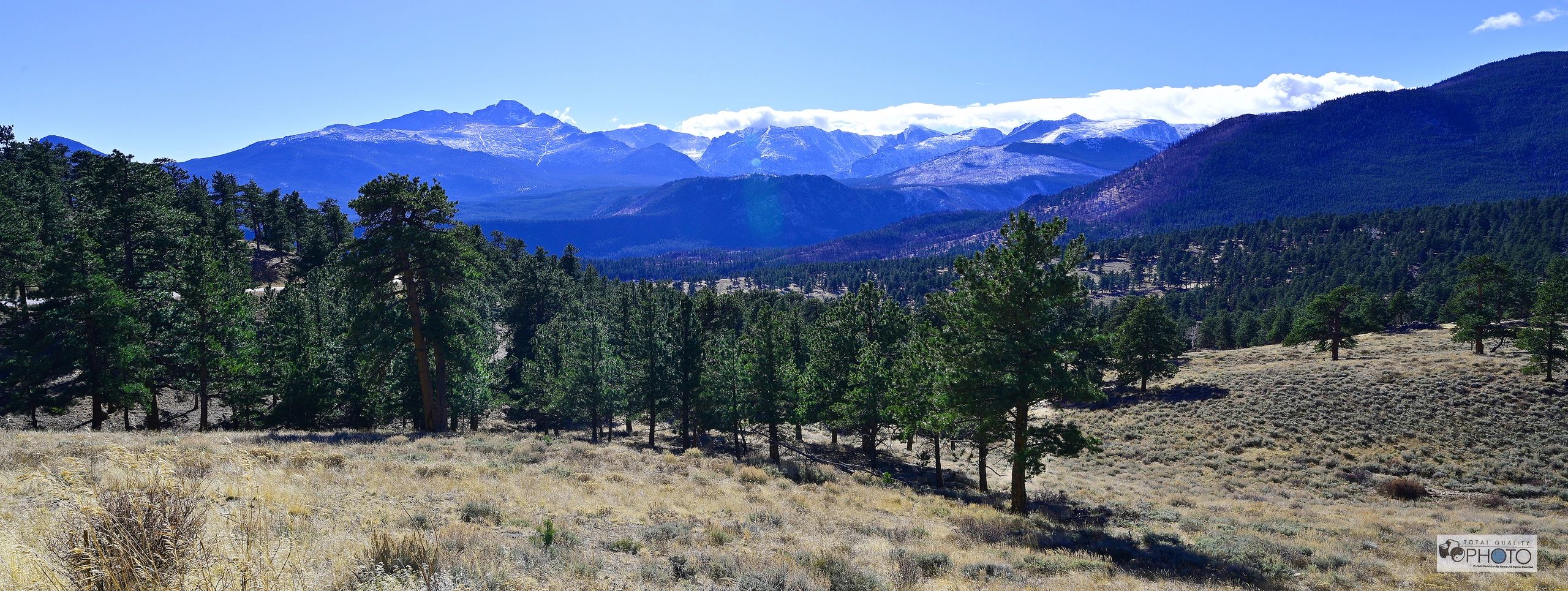 Pines and Rocky Mountains RMNP Panorama