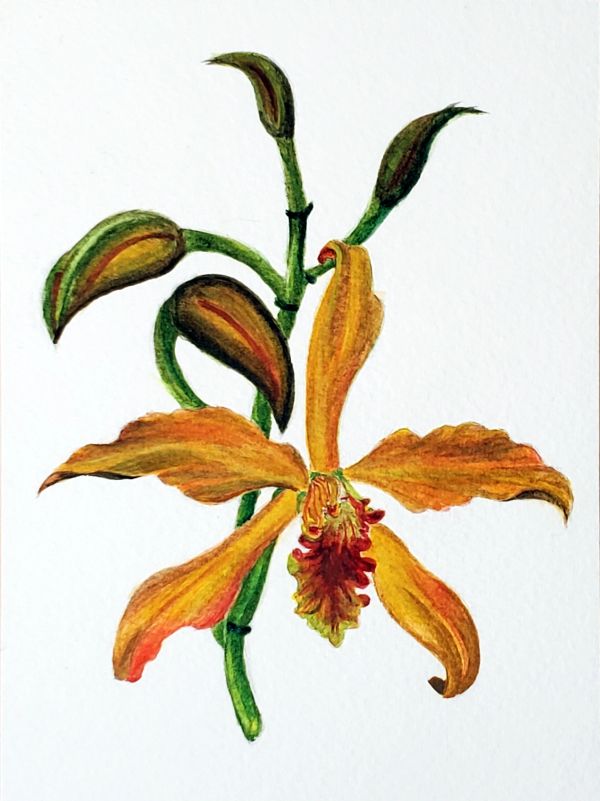 Painting of an orange orchid with buds.