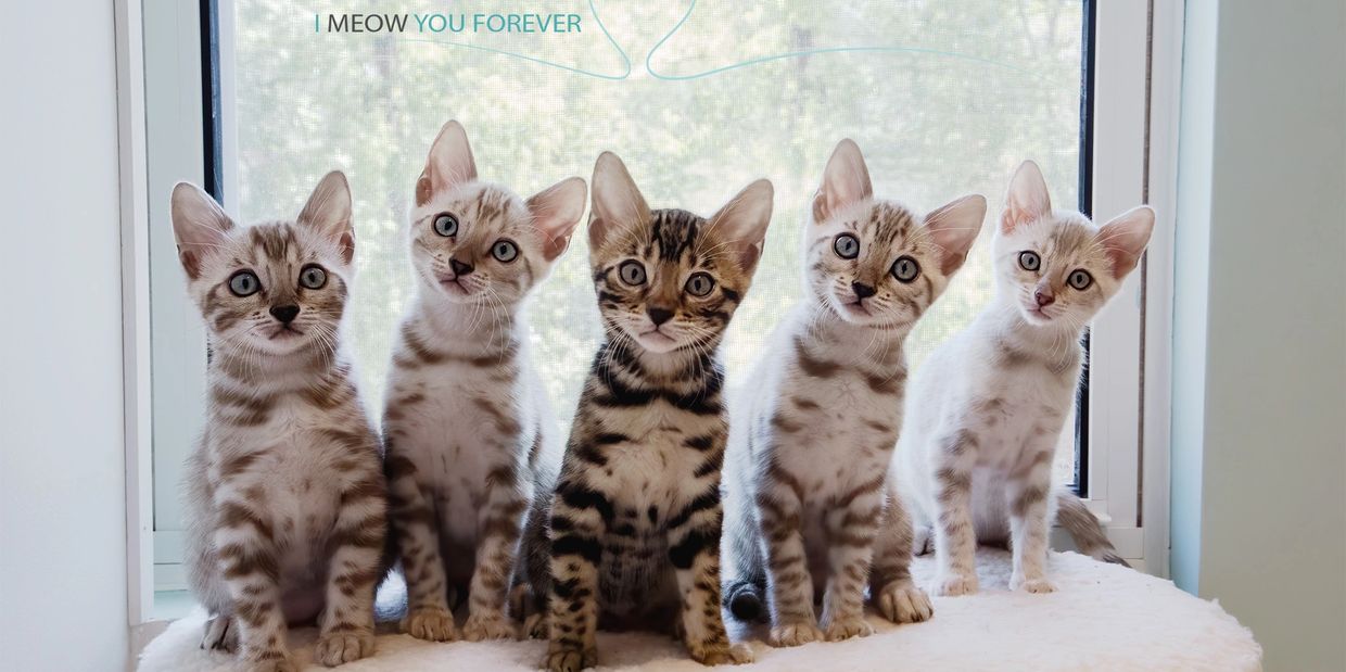 Bengal Kittens from CATS WITH LOVE