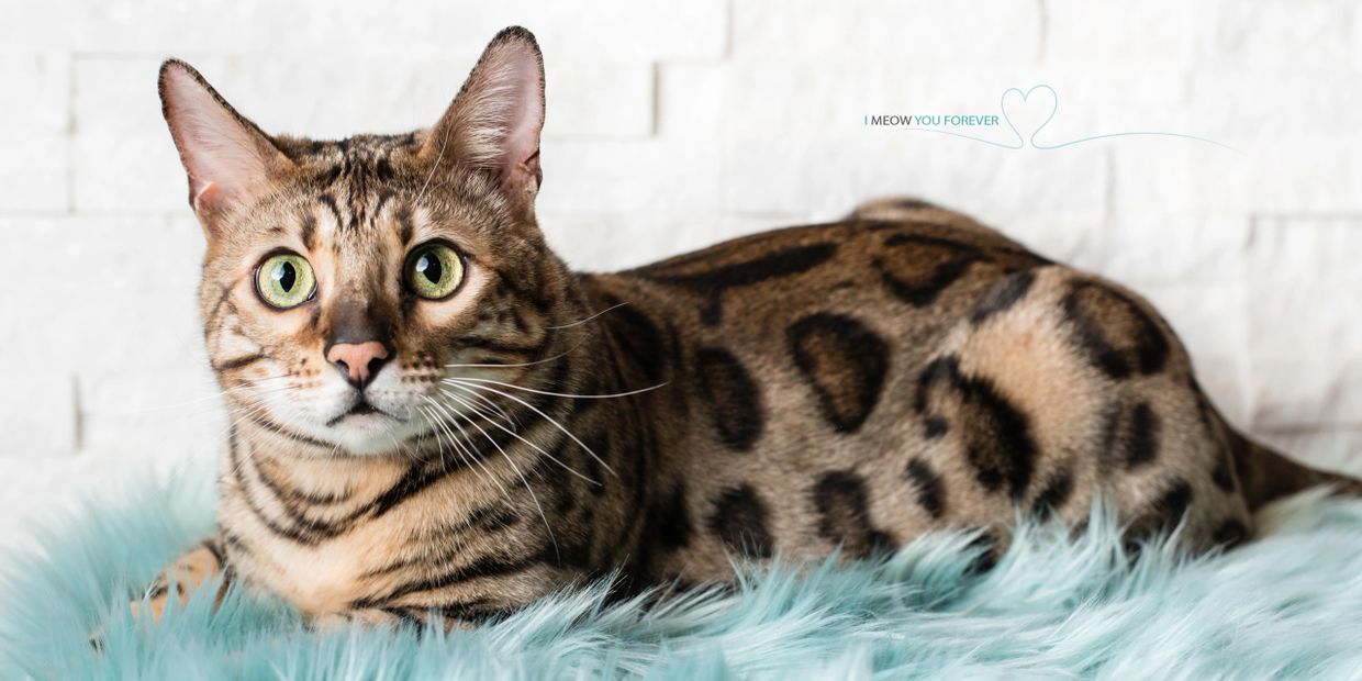 bengal cat