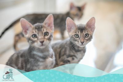 Bengal Kitten - Transition Guidelines | CATSWITHLOVE