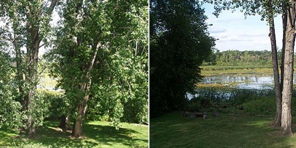 A tree trimming service in Minneapolis, MN