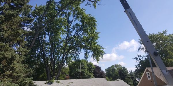 Tree Removal with crane St Paul