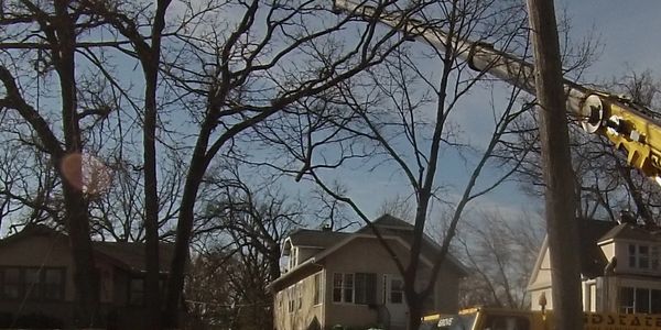 Dutch Elm Tree Removal Minneapolis