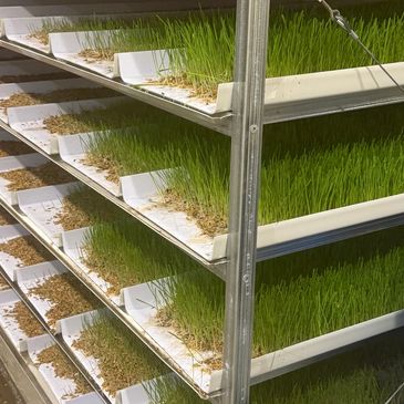 Trays of hydroponic fodder, the cows think it's candy.  Locally grown seed and fresh water.