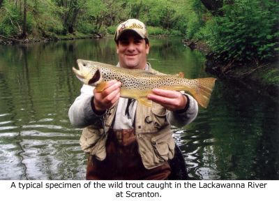 Wild Trout caught in The Lackawanna River