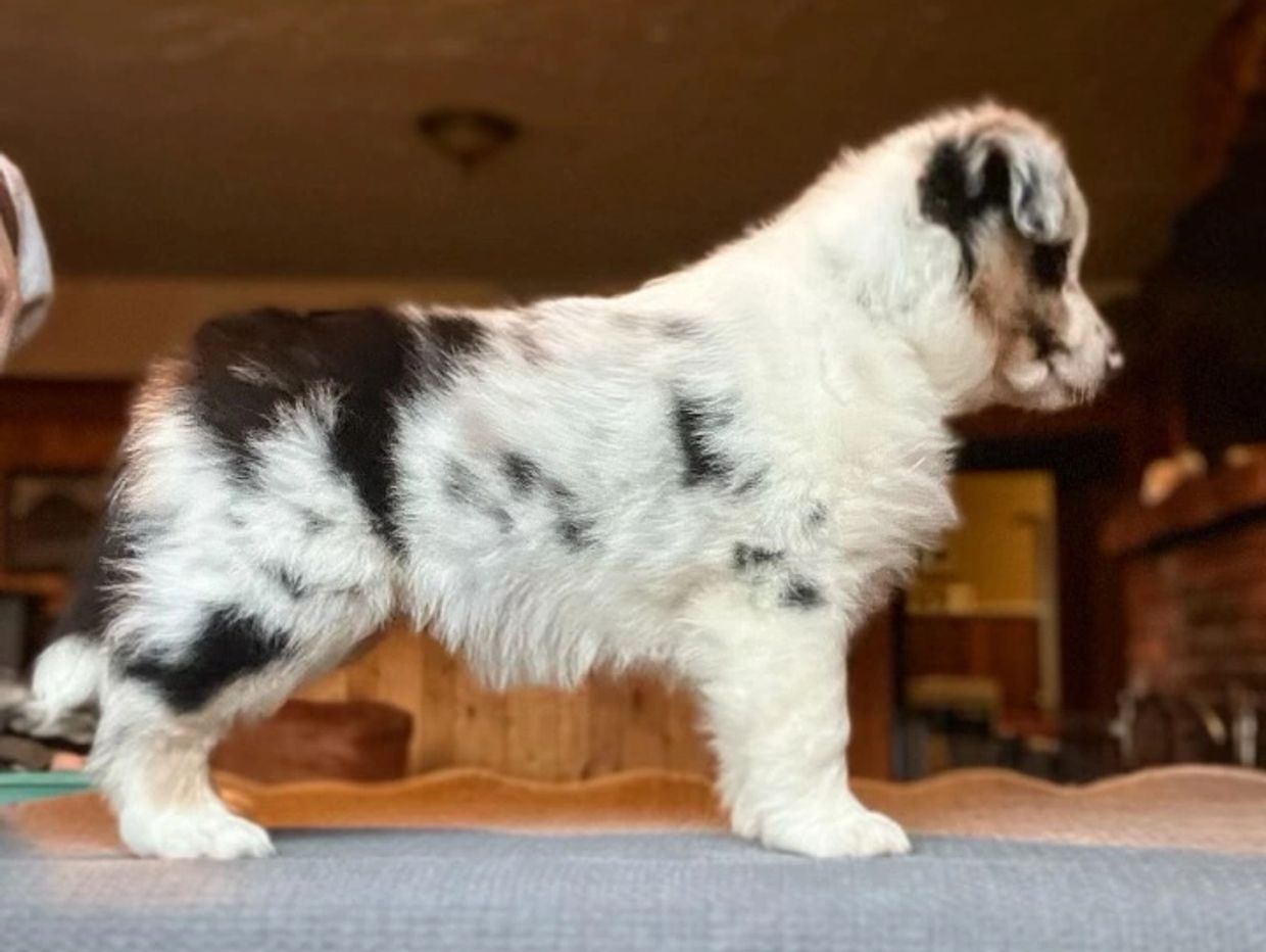Fluffy black and white puppy standing indoors on a surface.