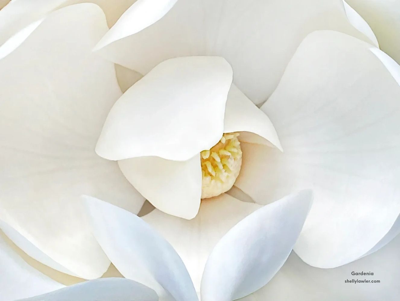 Gardenia by Artist Shelly Lawler 30x40 Canvas