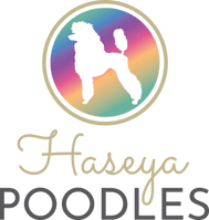 Haseya Poodles