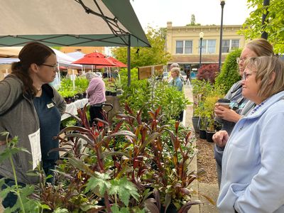 People shopping and chatting at an outdoor plant market.