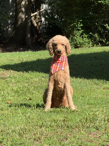 Curly-haired dog wearing a striped bandana sitting on grass.