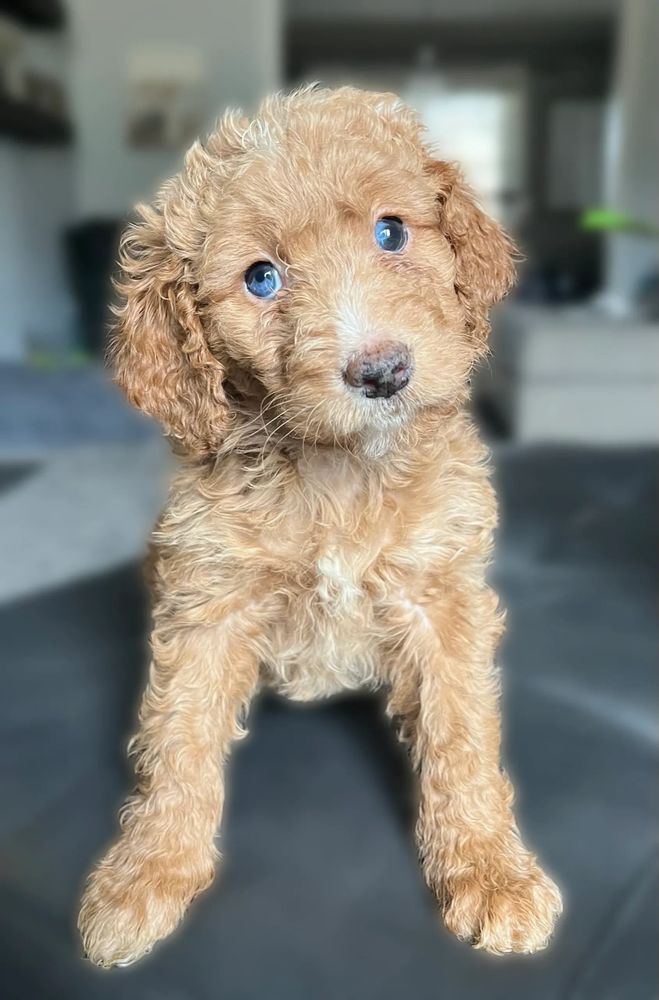 Curly golden puppy with striking blue eyes tilting its head adorably.