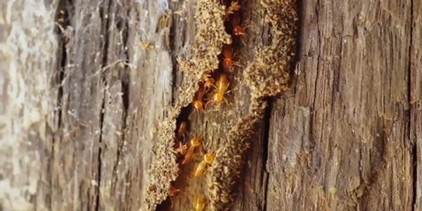 Termite Monitoring and Maintenance, Termite Inspections, Termite Damage Repair, Termite Prevention