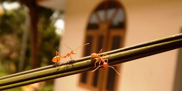 Termite Monitoring and Maintenance, Termite Inspections, Termite Treatments, Termite Prevention